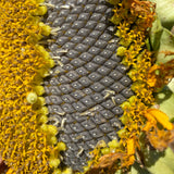 "Medzmama" Arevatsaghik (Armenian Sunflower)