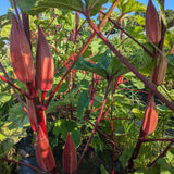 Alabama Red Okra