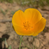 California Poppy
