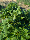 Bolita Bean