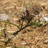 Narrowleaf Milkweed