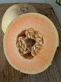 Huerfano Bliss Melon