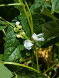Bolita Bean