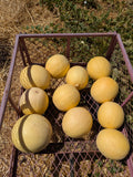 Huerfano Bliss Melon