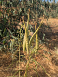 Narrowleaf Milkweed