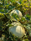 Huerfano Bliss Melon