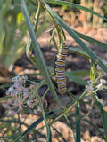 Narrowleaf Milkweed