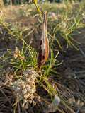 Narrowleaf Milkweed
