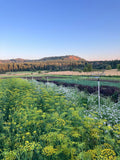 Shevid (Persian Dill)