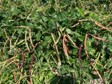 Karenni Purple Bean