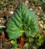 Rhubarb Breeders Mix
