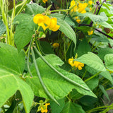 Tapilan Beans (Philippines)