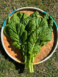 Yanagawa Takana Mustard