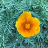 California Poppy
