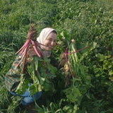 White Radish (Fijil Abiyad)