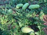 Charleston Gray Watermelon