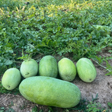 Charleston Gray Watermelon