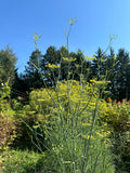 Finocchio (Italian Fennel)