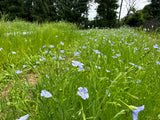 Linore Flax