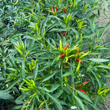 Ot Hiem (Red California Chili)