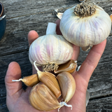 Moghadam Rocambole Garlic Bulbs