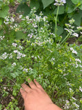 Cilantro Macho
