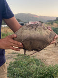 Laboo (Iranian Beet)