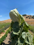 "Medzmama" Arevatsaghik (Armenian Sunflower)