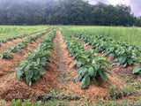 Nya Nya Chungu (African Eggplant)