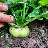 Platte Witte Mei (Flat White May) Turnip