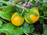 Gboma (Eggplant Leaf)