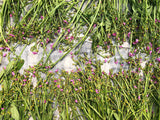 Waterleaf (Efo Gbure)
