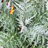 Cardoon