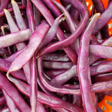 Blue Coco Snap Bean