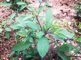 Quillquiña (Bolivian Coriander)