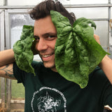 Winterspinat Haldenstein (Winter Spinach)