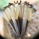 Quillquiña (Bolivian Coriander)