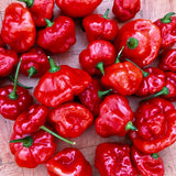 Ají Dulce (Seasoning Pepper)