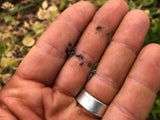 Albion Black Pod Nigella