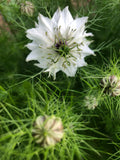 Albion Black Pod Nigella