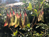 Astragalus