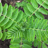 Astragalus