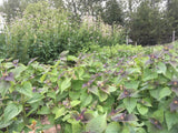 Anise Hyssop