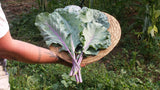Alabama Blue Collards
