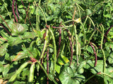 Bo (Black-Eyed Pea Leaves)