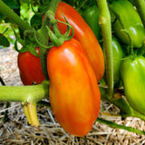 Butalina di Castellamonte Tomato