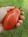 Butalina di Castellamonte Tomato
