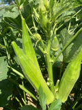 Cajun Jewel Okra