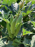 Cajun Jewel Okra
