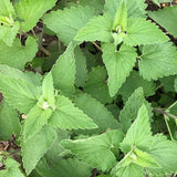 Catnip